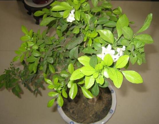 九里香多大开花,幼苗开花需3-4年/成株年年开花