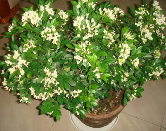 九里香多大开花,幼苗开花需3-4年/成株年年开花