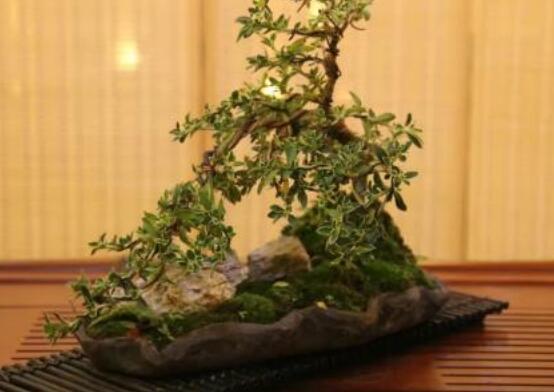 六月雪造型方法,蓄木截干法/剪扎结合法(美观)