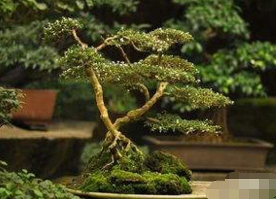 六月雪造型方法,蓄木截干法/剪扎结合法(美观)