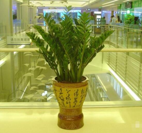 金钱树用什么土最好养,园土、沙河土、泥炭土最为合适