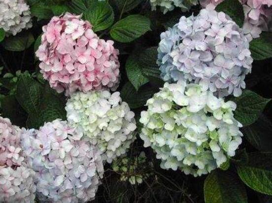 天竺葵是绣球花吗,这是两种完全不同花卉植物