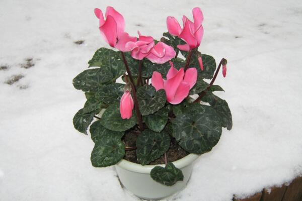 仙客来花期过后怎么办,花期过后正确的处理方法