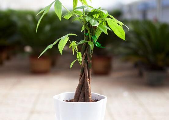 如何养小发财树，五个要点帮你养的郁郁葱葱