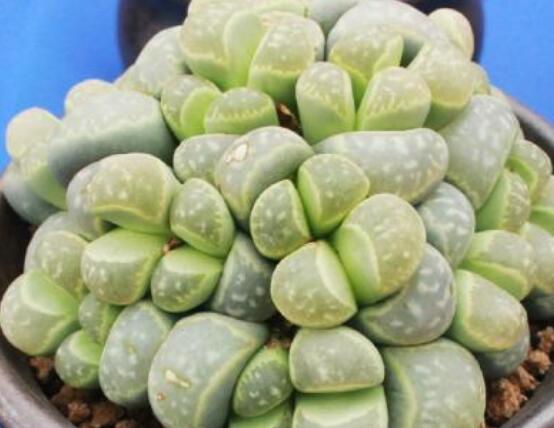 夏天生石花怎么养,做好五个要点可安然度夏