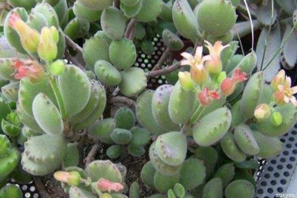 熊童子开花的寓意,生机勃勃与活力四射