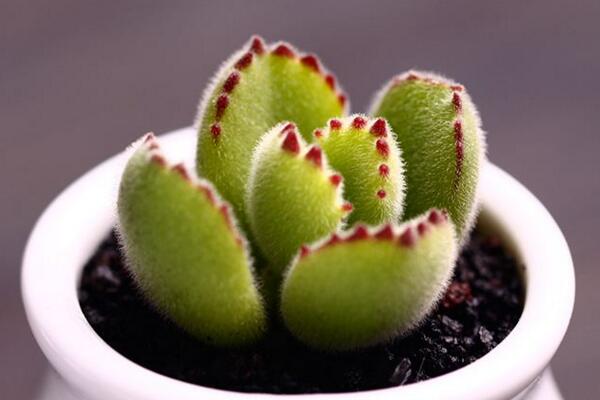 熊童子开花的寓意,生机勃勃与活力四射
