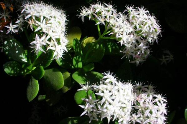 燕子掌几年开花,需要养殖3年以上才能开花