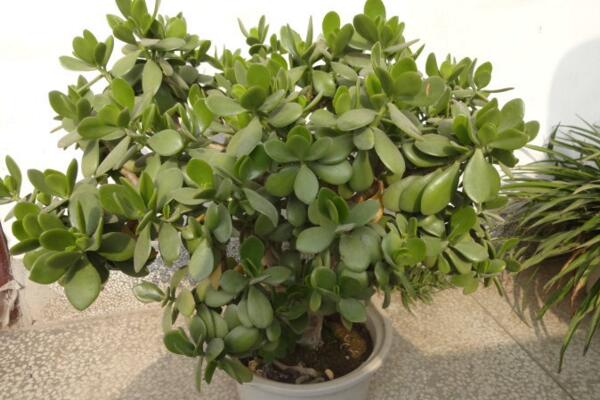 燕子掌几年开花,需要养殖3年以上才能开花