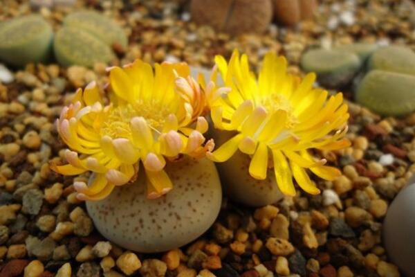 生石花什么时候开花，夏秋两季开花（花期比较短暂）