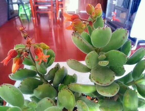 熊童子多久开花,每年7-9月间含苞盛放(夏末秋初)