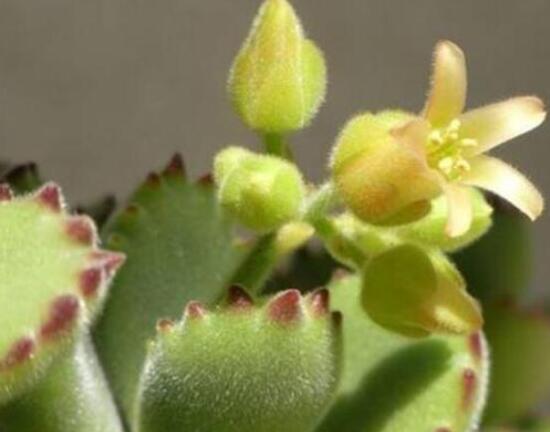 熊童子多久开花,每年7-9月间含苞盛放(夏末秋初)