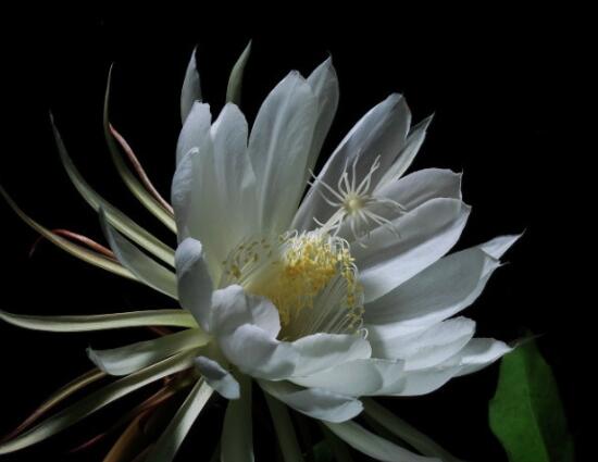 昙花怎么修剪,以轻剪与中剪为主(忌重剪)