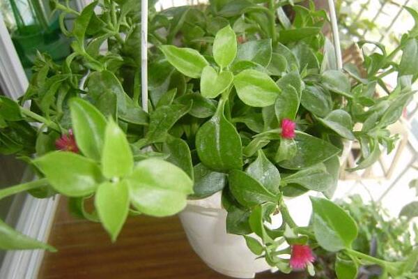 牡丹吊兰什么时候开花,春夏两季绽放(花期在3个月左右)