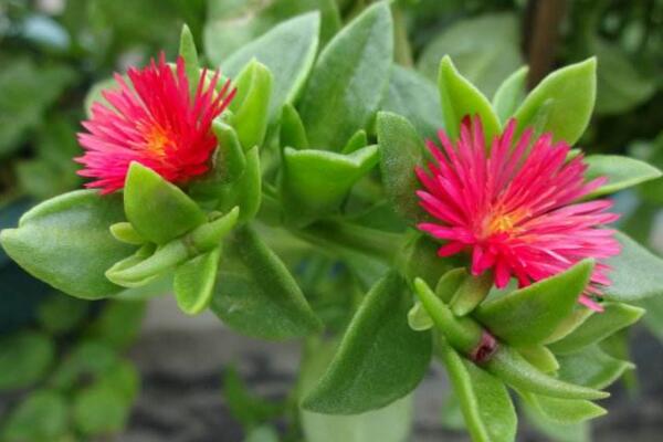 牡丹吊兰什么时候开花,春夏两季绽放(花期在3个月左右)