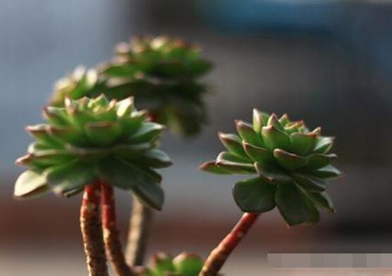 燕子掌不开花怎么办,做好以下五点花开爆盆