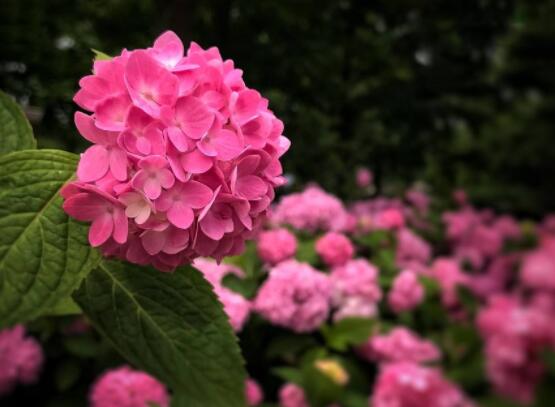 粉色绣球花花语,代表着美好回忆、期待爱情