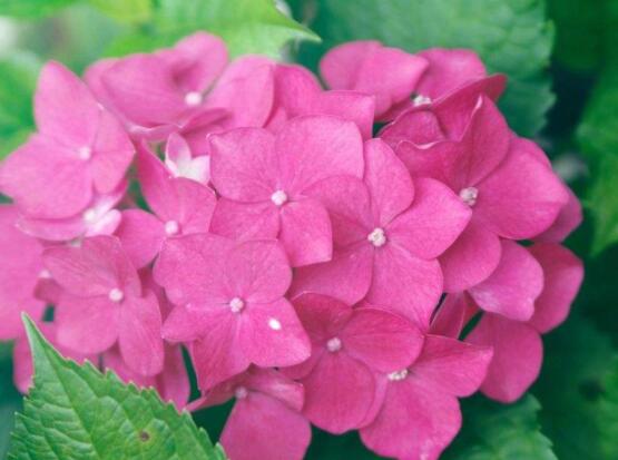 粉色绣球花花语,代表着美好回忆、期待爱情