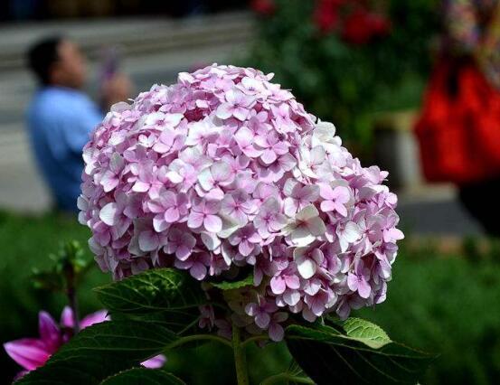 粉色绣球花花语，代表着美好回忆、期待爱情