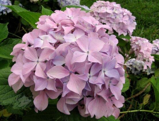 粉色绣球花花语,代表着美好回忆、期待爱情