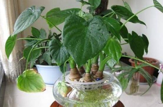 滴水观音能水培吗,则生长健康植株/水没入根系三分之二