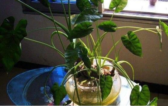 滴水观音能水培吗,则生长健康植株/水没入根系三分之二