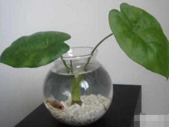 滴水观音能水培吗,则生长健康植株/水没入根系三分之二
