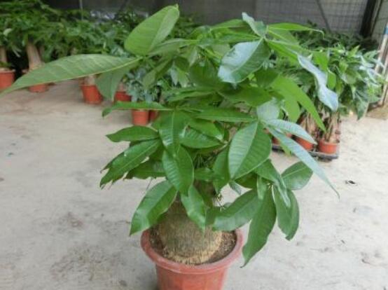 发财树长虫子怎么办,介壳虫和红蜘蛛危害性能最大