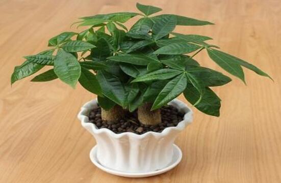 发财树长虫子怎么办,介壳虫和红蜘蛛危害性能最大