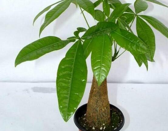 发财树长虫子怎么办,介壳虫和红蜘蛛危害性能最大