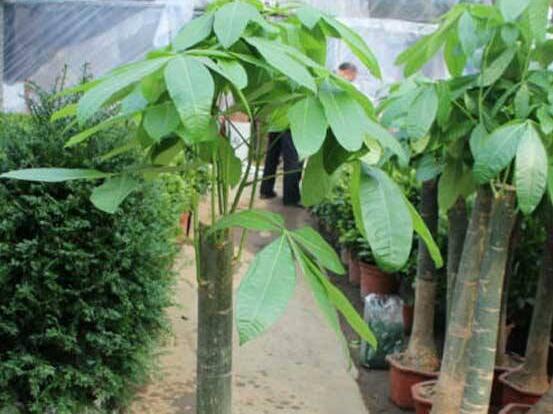 发财树长高了怎么修剪,最上部枝叶剪除/枝条修剪保留4-5个芽眼