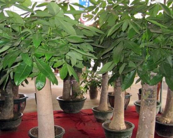 发财树长高了怎么修剪,最上部枝叶剪除/枝条修剪保留4-5个芽眼