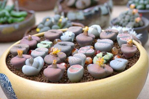 生石花怎么种,春季是生石花播种最佳时期