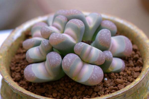 生石花怎么种,春季是生石花播种最佳时期