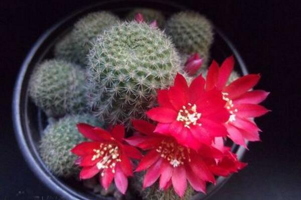 仙人球开花季节,每年的春夏季绽放(花期十天左右)