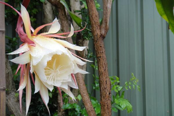 昙花花后如何处理，及时进行修剪并补充养分