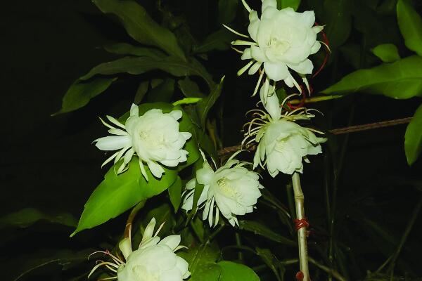 昙花花后如何处理，及时进行修剪并补充养分