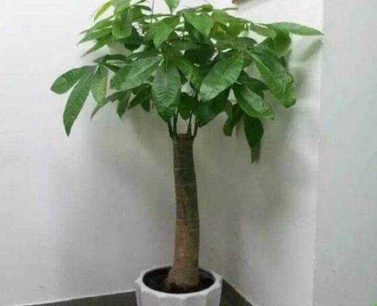 怎么种发财树,注意盆土要合适/花盆具备透气性