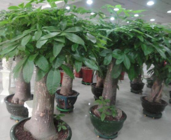 怎么种发财树,注意盆土要合适/花盆具备透气性