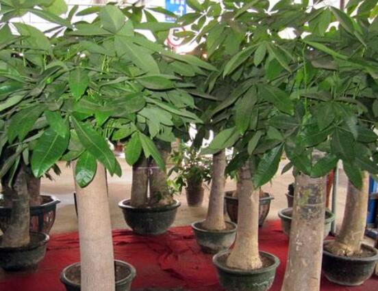 怎么种发财树,注意盆土要合适/花盆具备透气性
