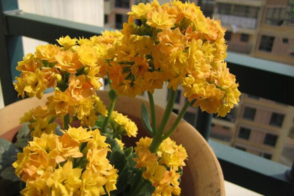 天竺葵有多少种颜色，这5种天竺葵最诱人