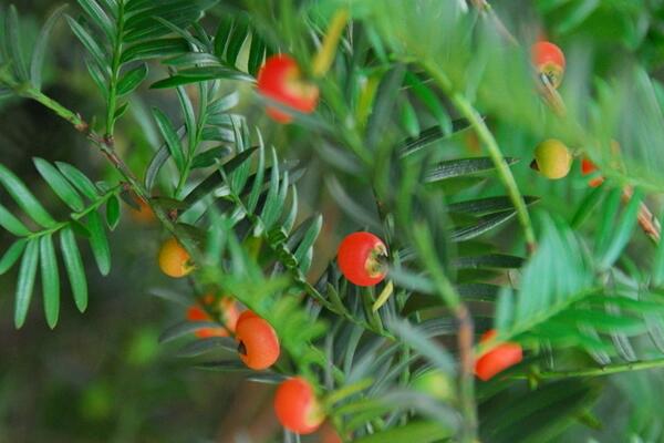 红豆杉要公母同养吗，只有公母同样才能开花结果