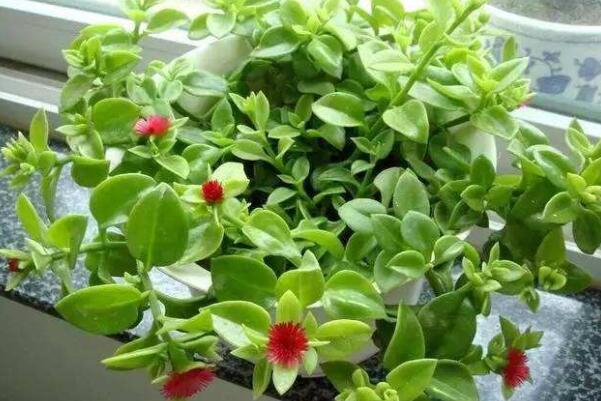 牡丹吊兰怎么施肥,这样施肥才能达到促花、保花的目的