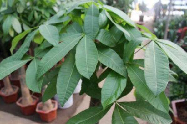 发财树死了怎么救活,取出植株重新栽种