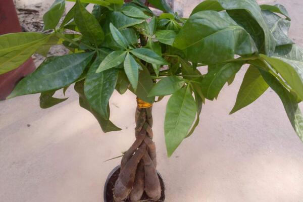 发财树死了怎么救活,取出植株重新栽种