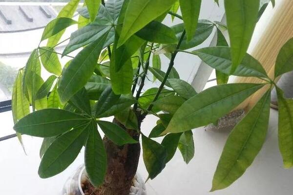 发财树死了怎么救活,取出植株重新栽种