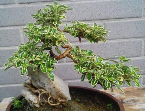 六月雪不发芽怎么办,教你三种最直观解决办法