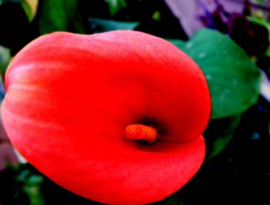 红色马蹄莲花语，圣洁虔诚、永结同心、吉祥如意