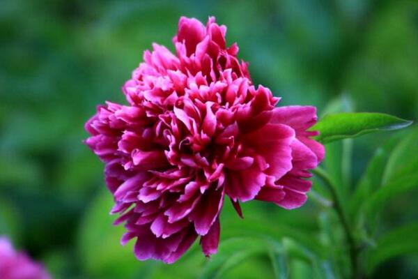 冬天芍药花养护方法，芍药花冬季养殖6大要点