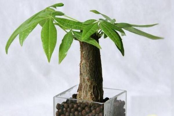 发财树如何种植,4步即可完成发财树的种植